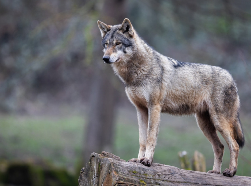 Vuk ugrizao ženu u Hamburgu