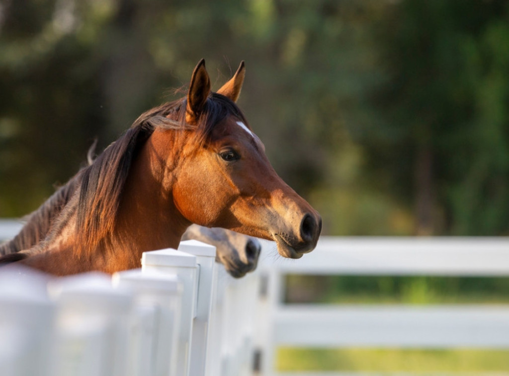 Italija bi uskoro mogla da zabrani upotrebu konjskog mesa