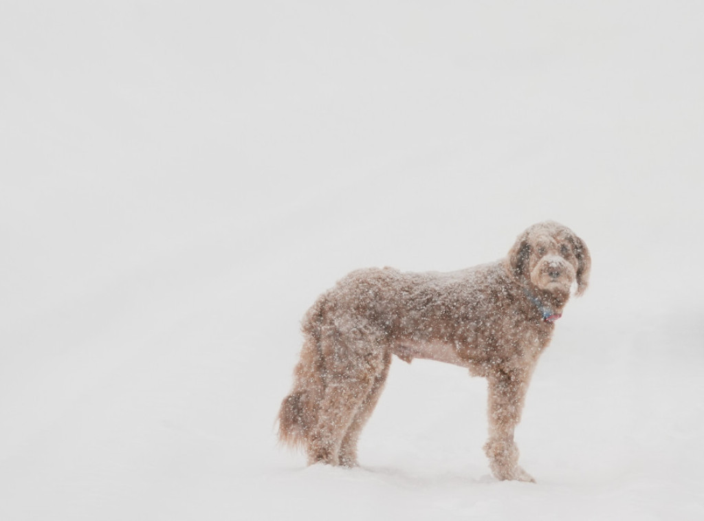 Oko 19.000 domaćinstava bez struje u Sloveniji, Golob obilazi pogođena područja