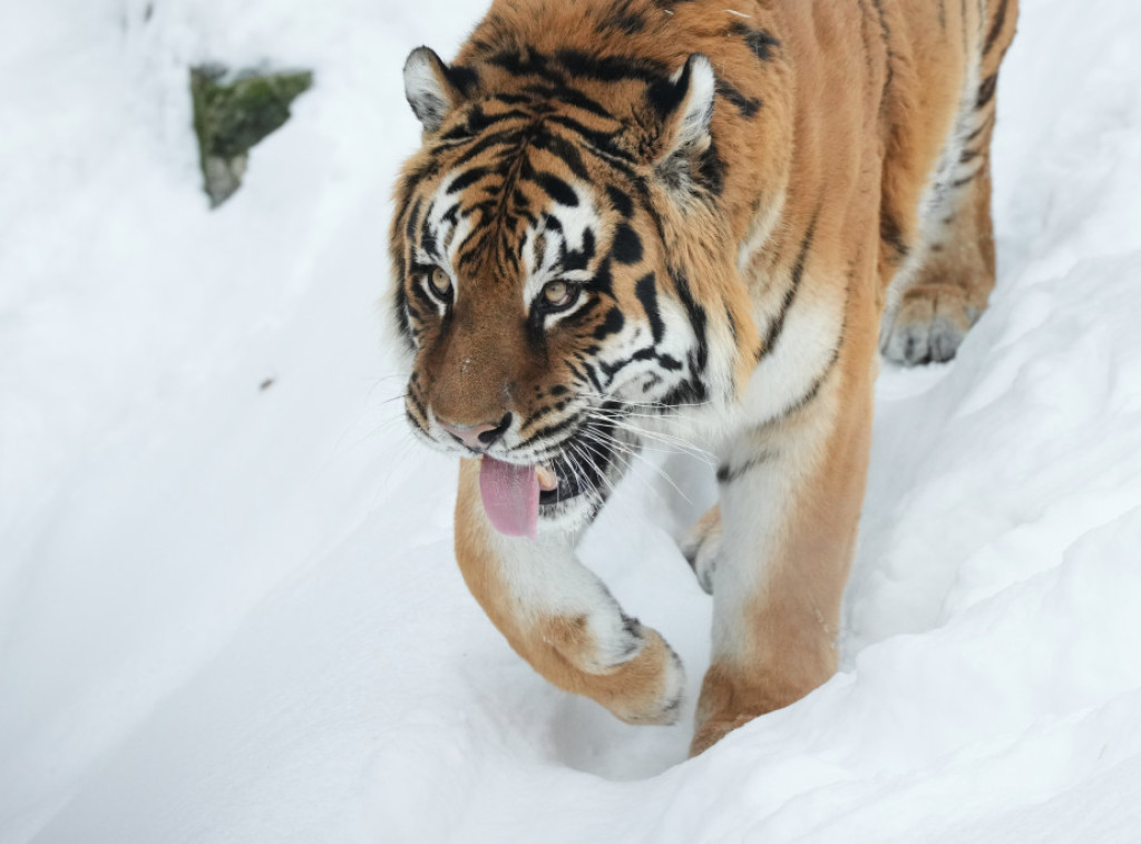 Tajland: U jednom privatnom parku uginula 72 tigra od virusa kuge