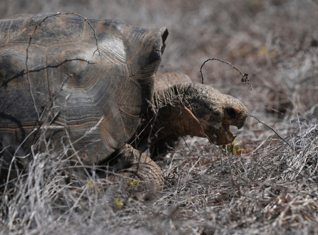 Džinovske kornjače se vraćaju na ostrvo Floreana posle više od 150 godina