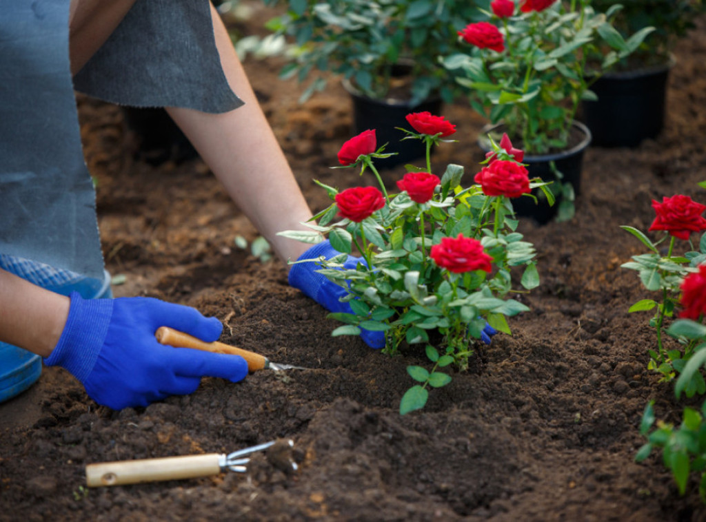 Udruženje za pomoć osobama sa cističnom fibrozom sadi ružičnjak u Užicu posvećen pacijentima