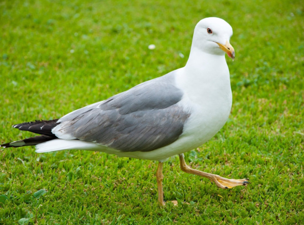 Održano šesto Evropsko prvenstvo u oponašanju krika galebova, više od 70 takmičara