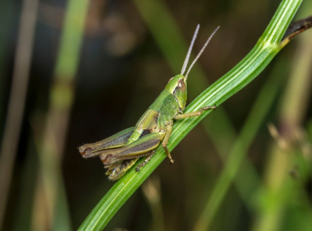 Skakavci preplavili Kanarska ostrva, ali zvaničnici smiruju situaciju