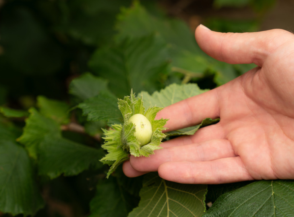 Kompanija Treesury dobila međunarodni ISIN broj za svoje digitalne tokene