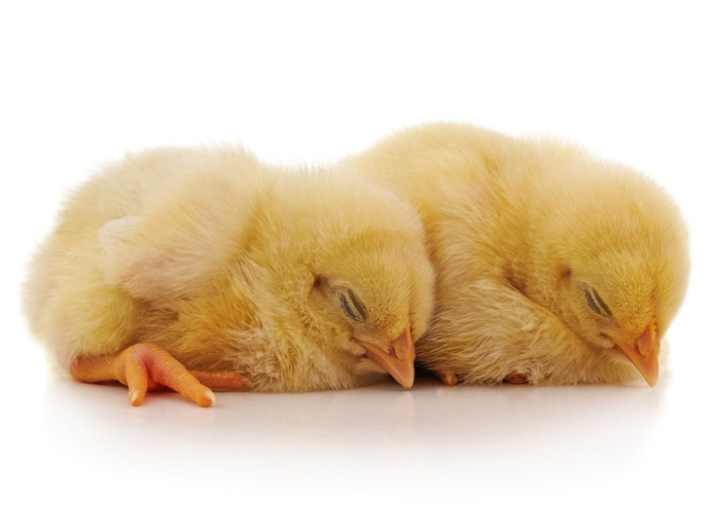 Crna Gora: Krivične prijave zbog prenošenja zaraznih bolesti kod životinja i biljaka