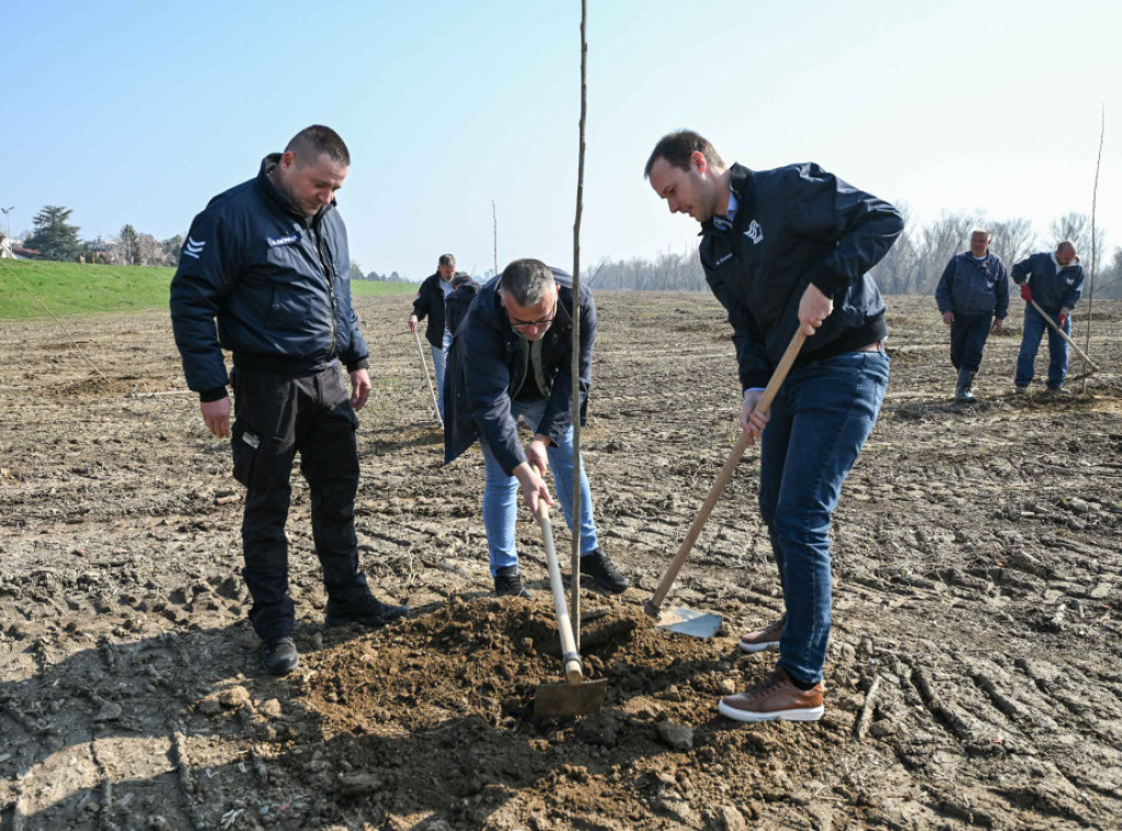 Na obali Save u Sremskoj Mitrovici biće zasađeno 3.500 sadnica topole
