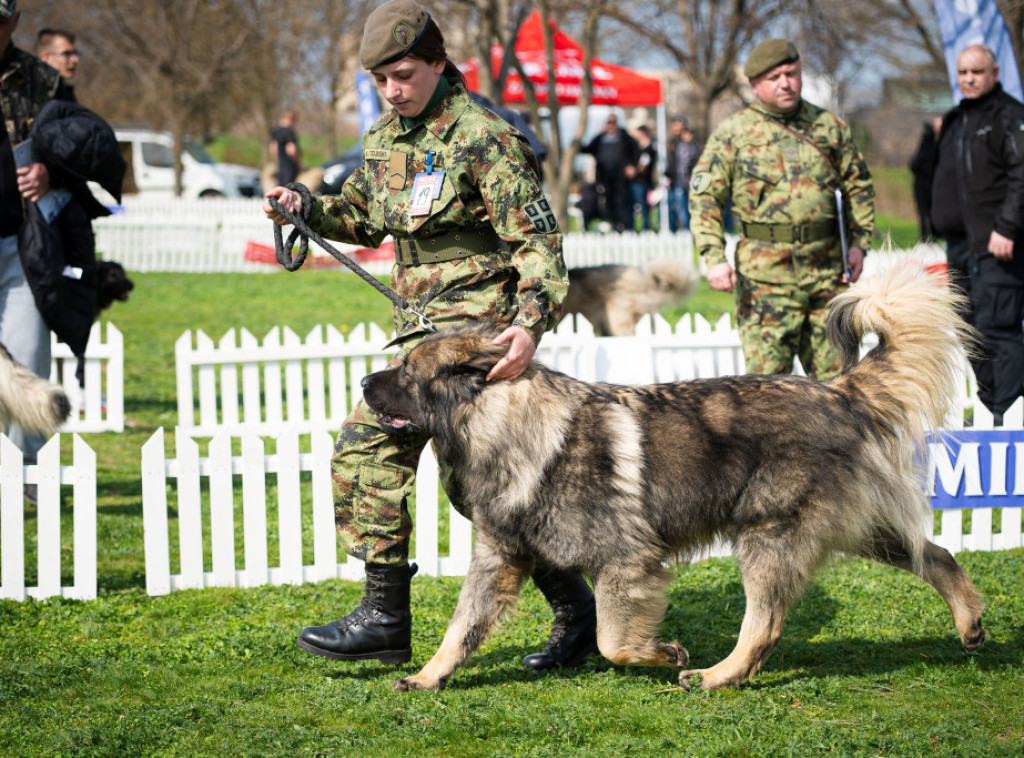 Ministarstvo odbrane: Izuzetni rezultati Centra za obuku pasa na državnom prvenstvu