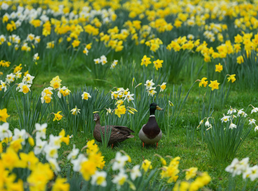 U Srbiji danas sunčano vreme, temperatura do 21 stepen