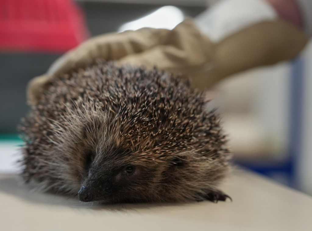 Studija: Ježevi mogu da izbegnu da budu pregaženi