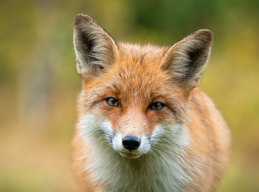 Lisica kao slepi putnik brodom stigla iz engleskog Sautemptona do Njujorka