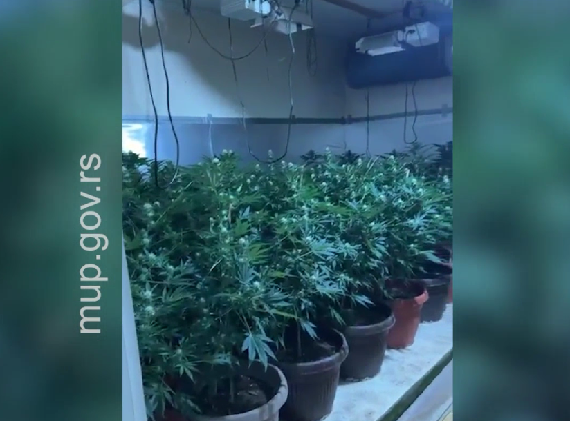 U Subotici uhapšene dve osobe zbog proizvodnje i prometa opojnih droga