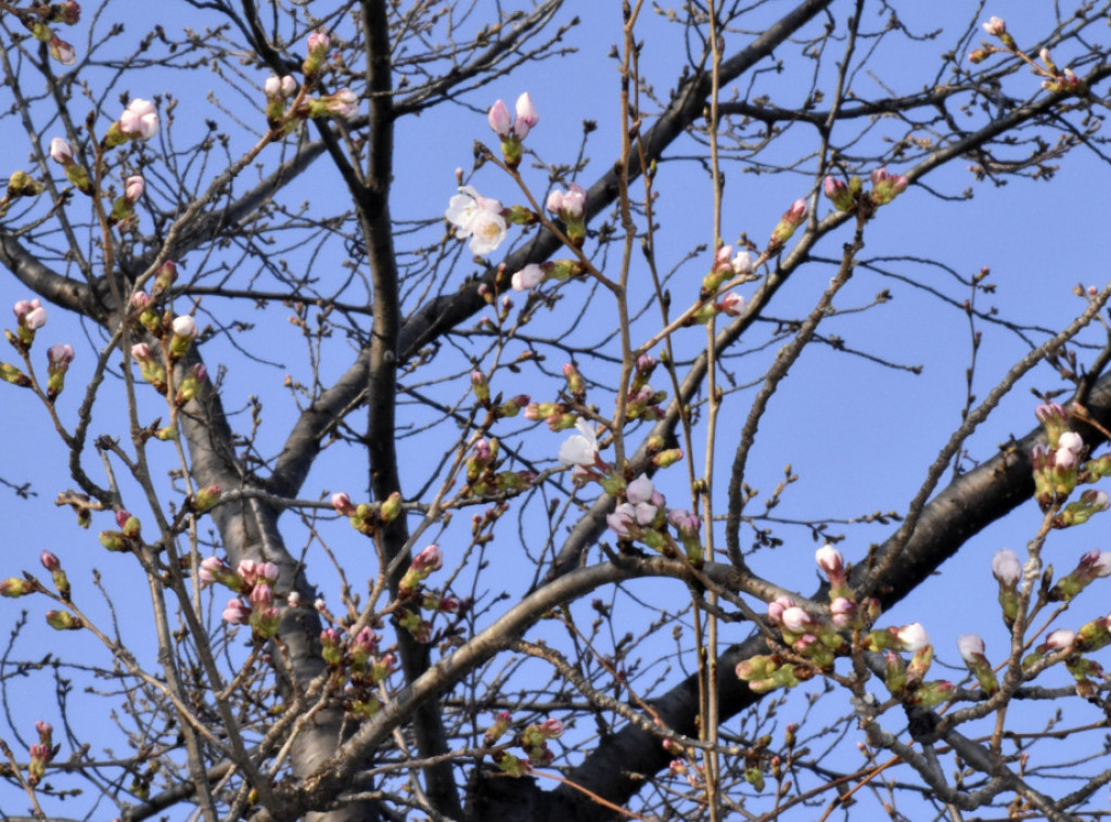 Zvanično proglašen početak cvetanja trešnje u Japanu