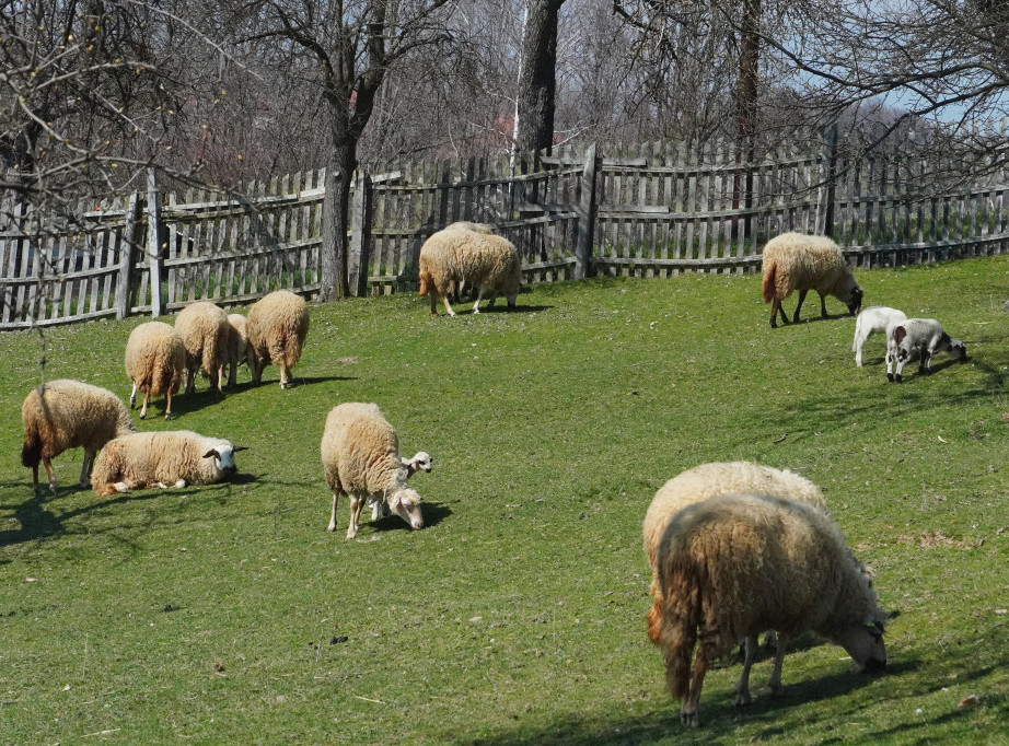 Na području Raške potvrđeno žarište boginja ovaca i koza, Ministarstvo: Sprovedene mere