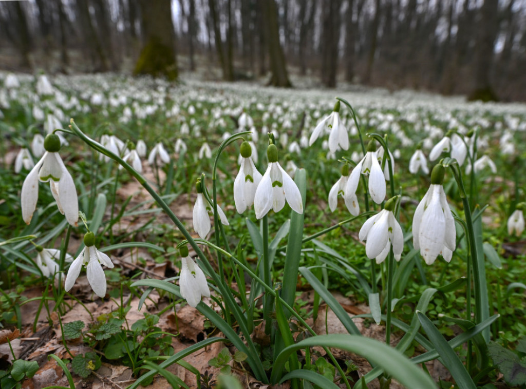 Proleće počinje danas u 15 sati i 46 minuta