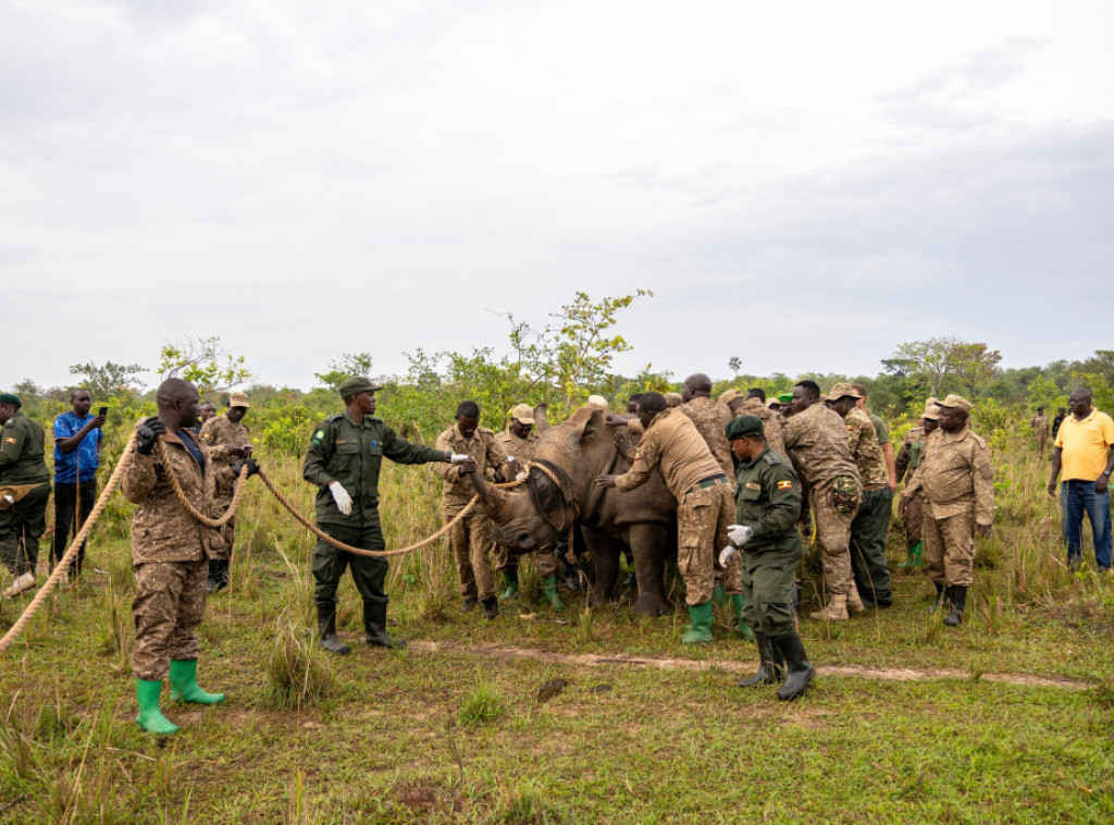 Vlasti Ugande ponovo dovele nosoroge u zaštićeno područje gde su bili istrebljeni
