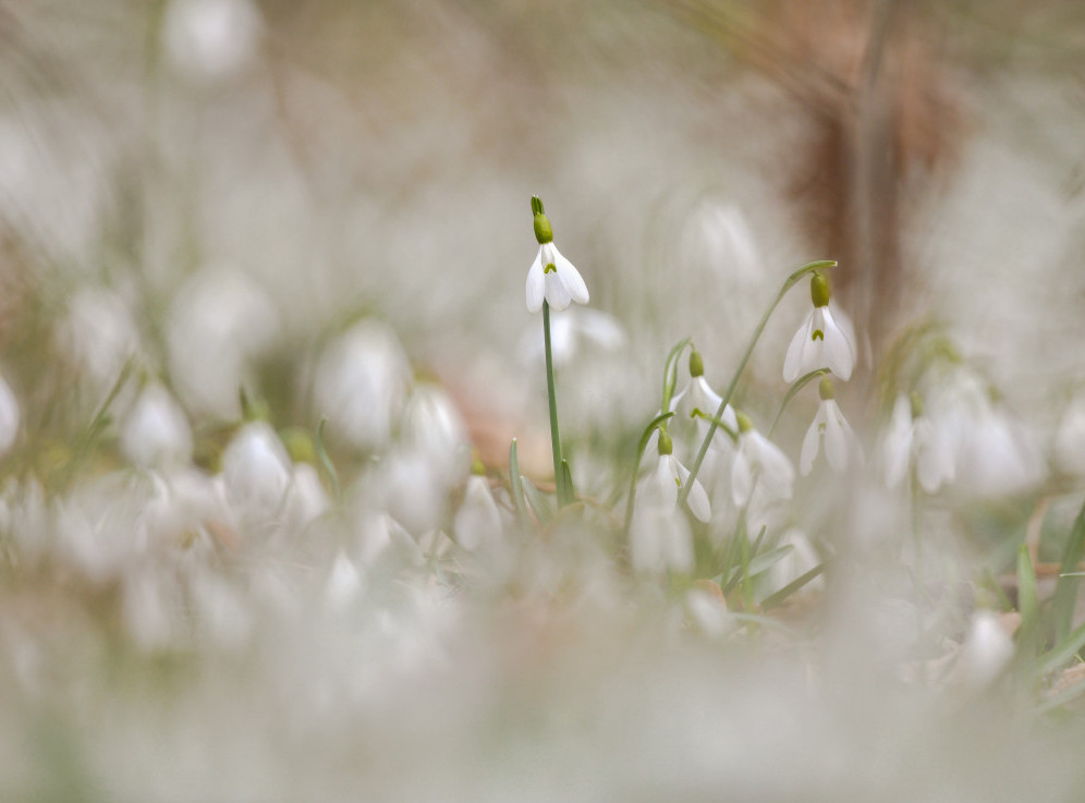 Posle hladnog jutra, pretežno sunčano vreme s temperaturom do 15 stepeni