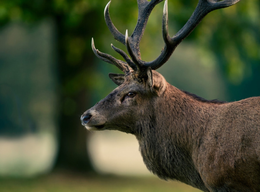 Japan: Jelen primećen na ulicama Osake, verovatno pobegao iz parka Nara