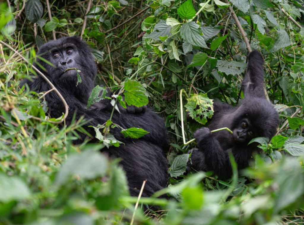 Retki blizanci planinskih gorila rođeni u nacionalnom parku u Demokratskoj Republici Kongo