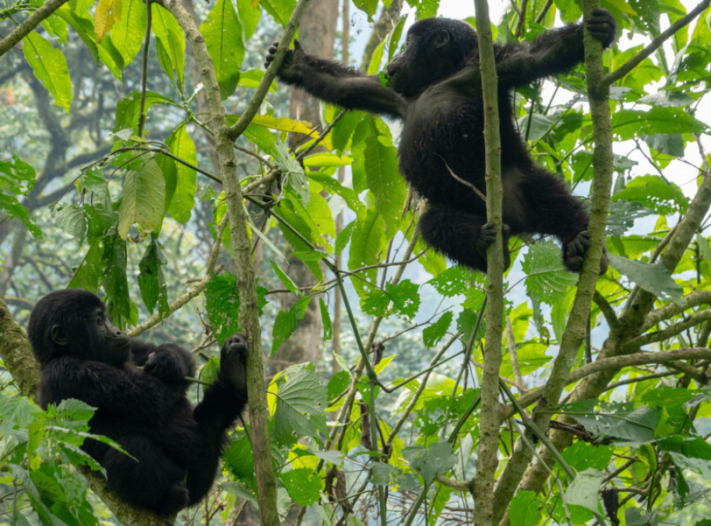Retki blizanci planinskih gorila rođeni u nacionalnom parku u Demokratskoj Republici Kongo