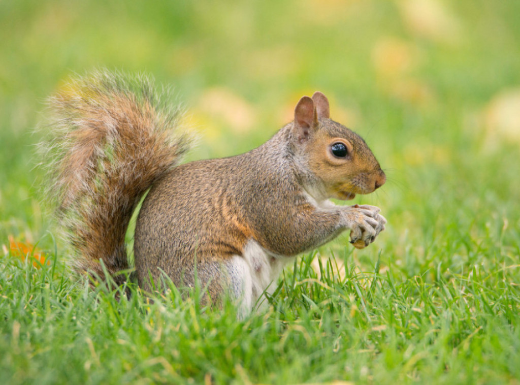 London: Veverica "pušila" elektronsku cigaretu u parku
