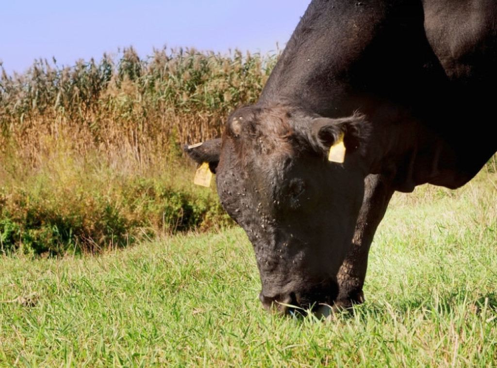 Nadležni u Sofiji i Skoplju većaju;  Šta sa šest volova koji su "prebegli" u Bugarsku