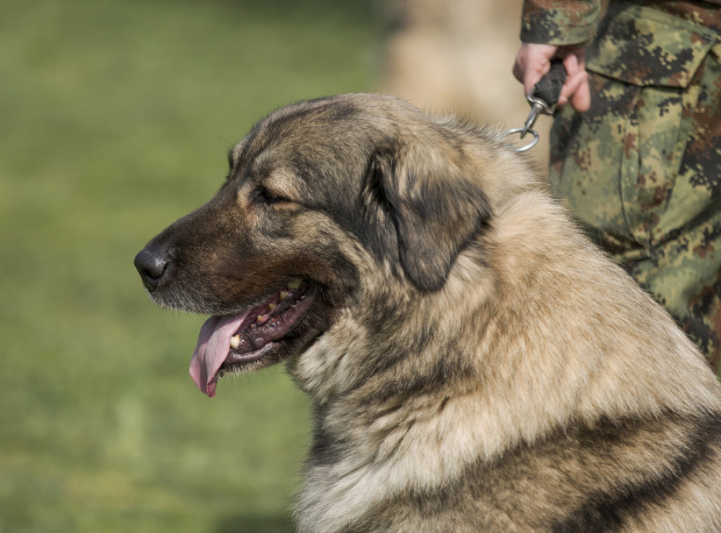 Održana prva trka sa psima na Košutnjaku, učestvovalo više od 200 pasa i vlasnika
