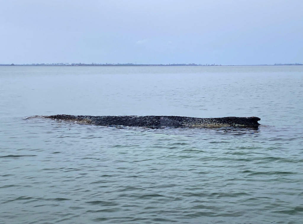 Grbavi kit nasukao se na sprud u Baltičkom moru kod lučkog grada Vismara