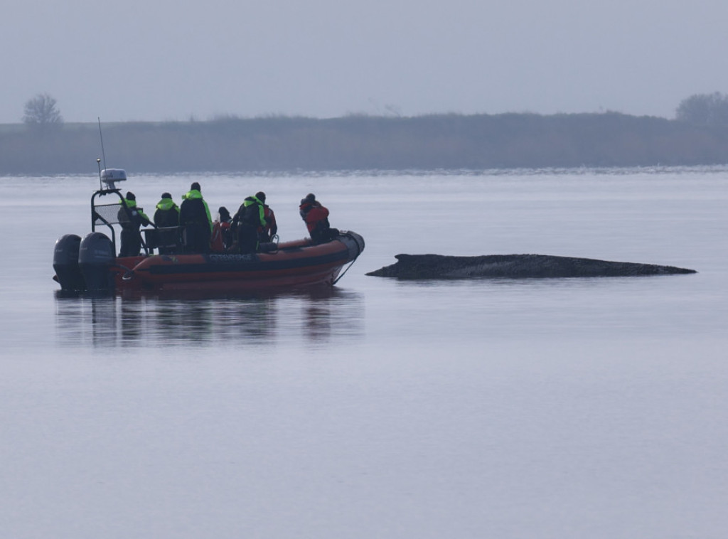 Pokušaji spasavanja grbavog kita, nasukanog kod Vismara, se prekidaju