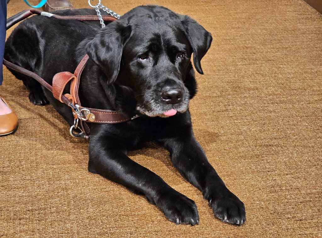 U Brazilu se uvodi zajedničko starateljstvo nad životinjama za razvedene parove