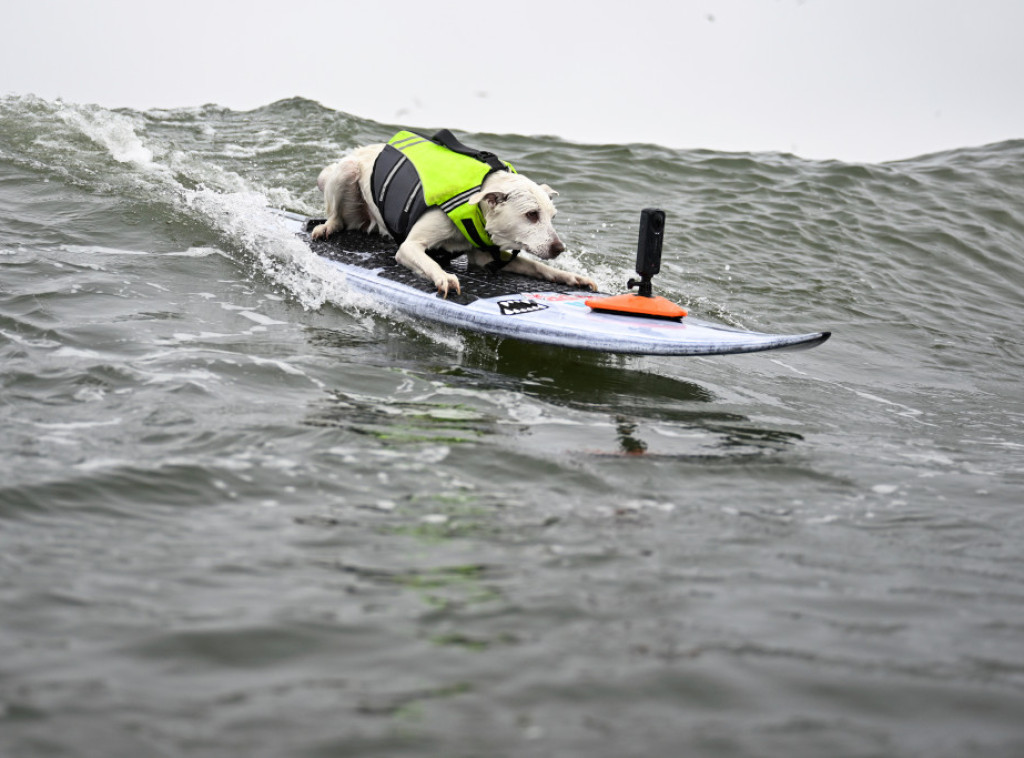 Misteriozna smrt pasa na ostrvu Gemis u državi Vašington, pronađen 21 leš
