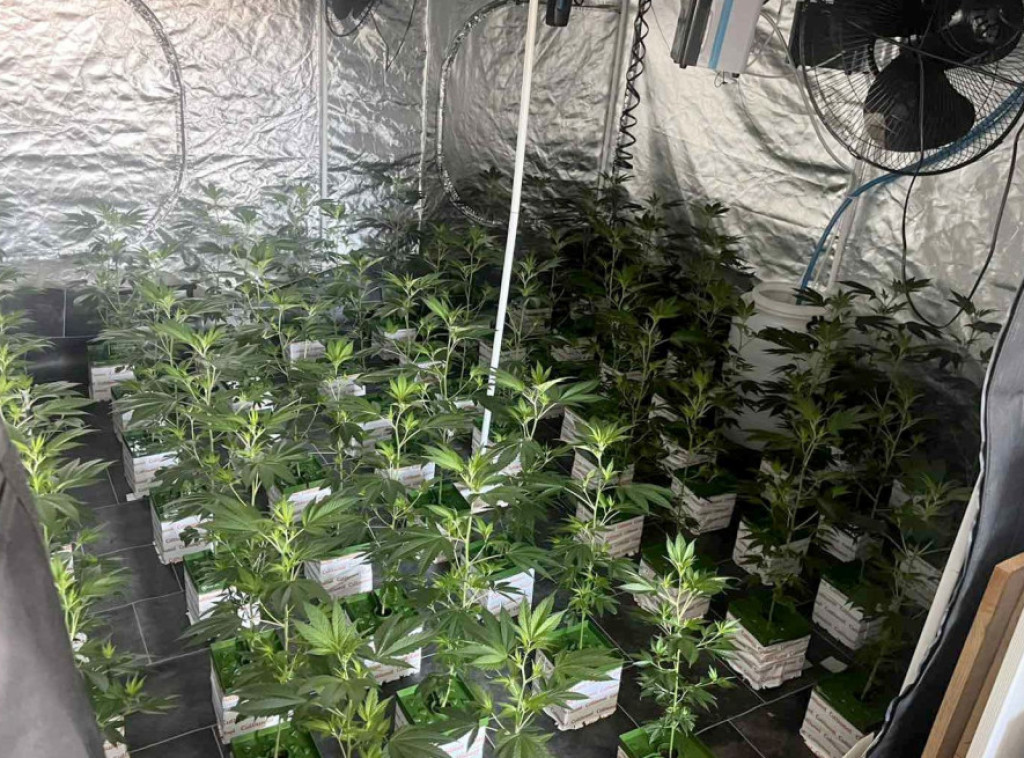 Otkrivene dve laboratorije za proizvodnju marihuane na Zvezdari, uhapšena jedna osoba