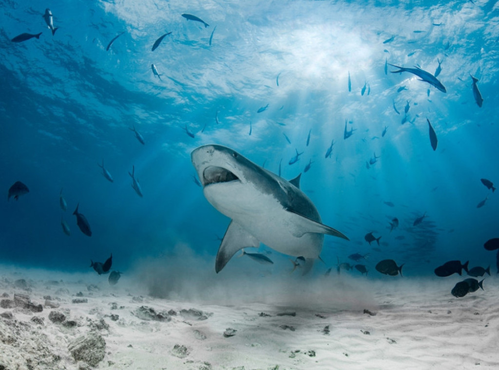 Studija: Ajkule na Bahamima pozitivne na kokain, kofein i lekove protiv bolova