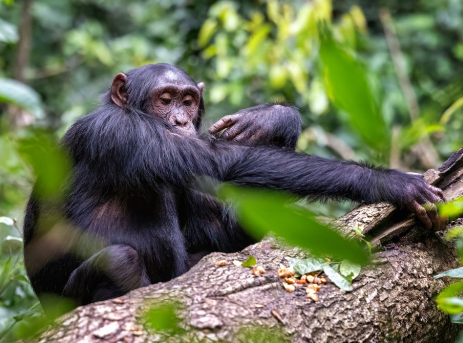 Studija: Šimpanze u Ugandi podeljene u smrtonosni sukob koji traje godinama