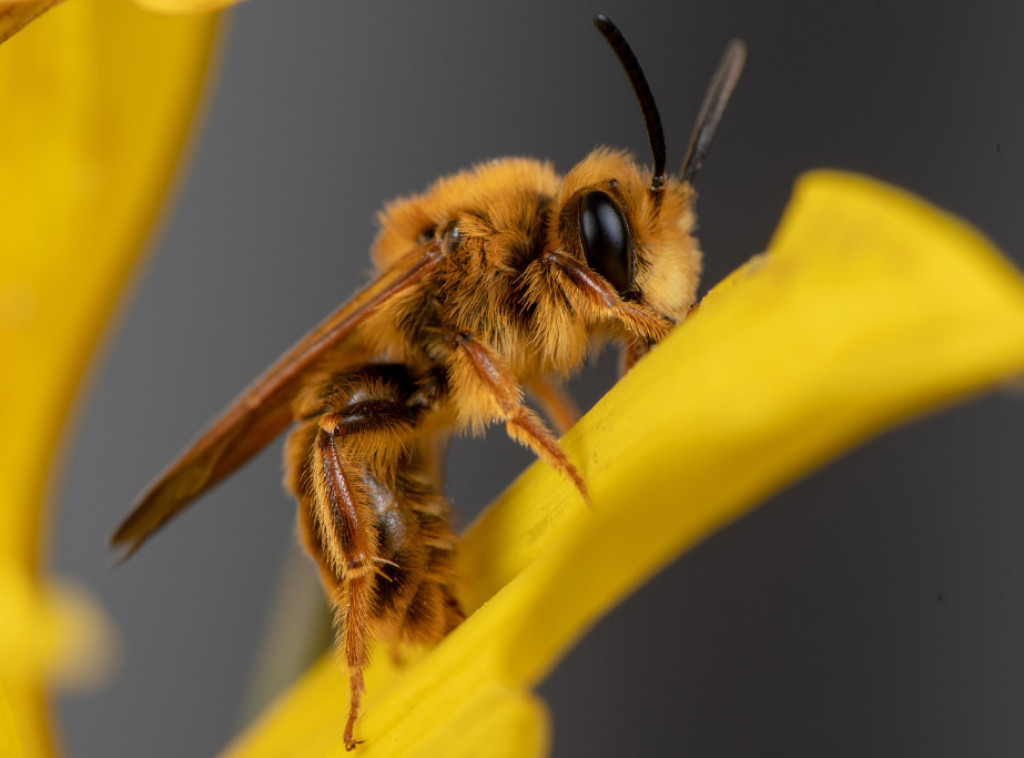 Studija: Herbicid glifosat remeti ponašanje pčela čime ugrožava oprašivanje i prinose