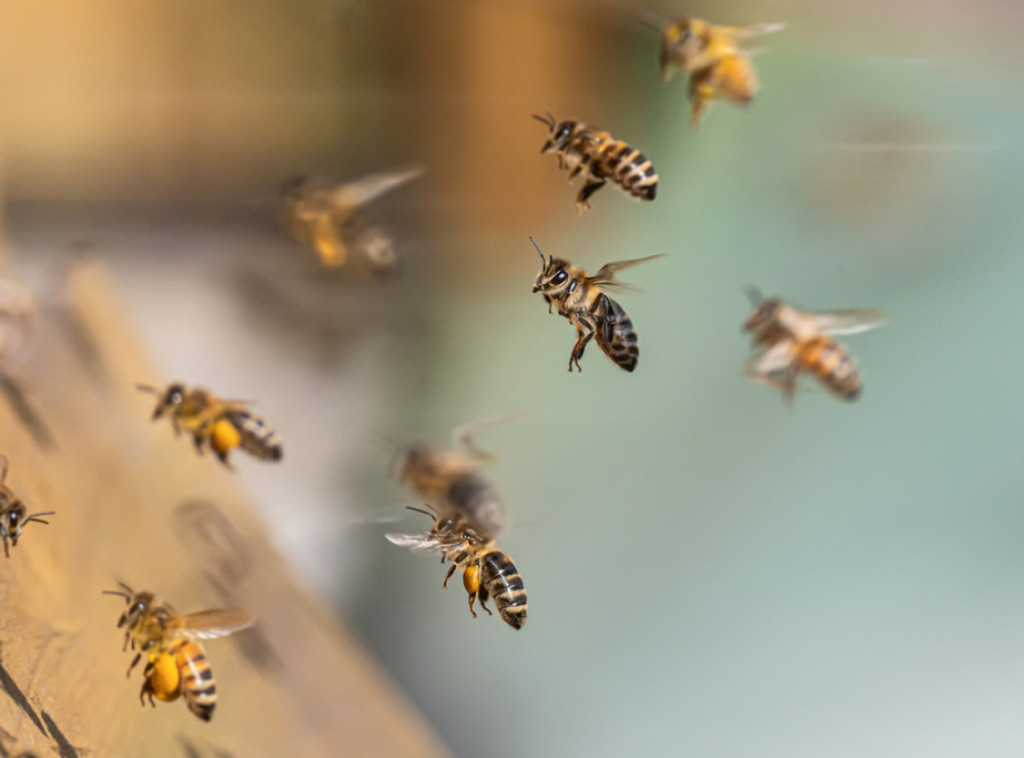 Veliki roj pčela se nastanio u tržnom centru u gradu Netivotu na jugu Izraela