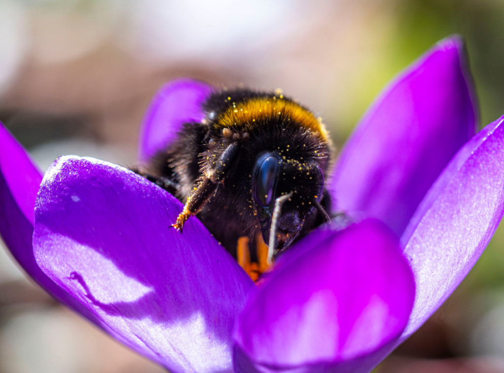 U Srbiji danas promenljivo oblačno sa sunčanim intervalima, temperatura do 24 stepena