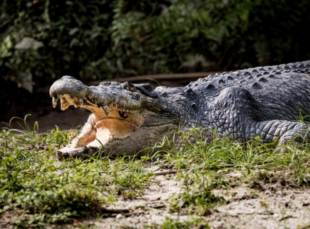 Krokodil ušao u hotel u Zimbabveu u potrazi za hranom