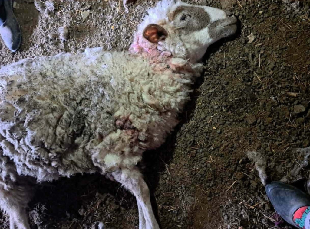 Požega: Psi lutalice u selu Svračkovo zaklali pet ovaca i pet jaganjaca