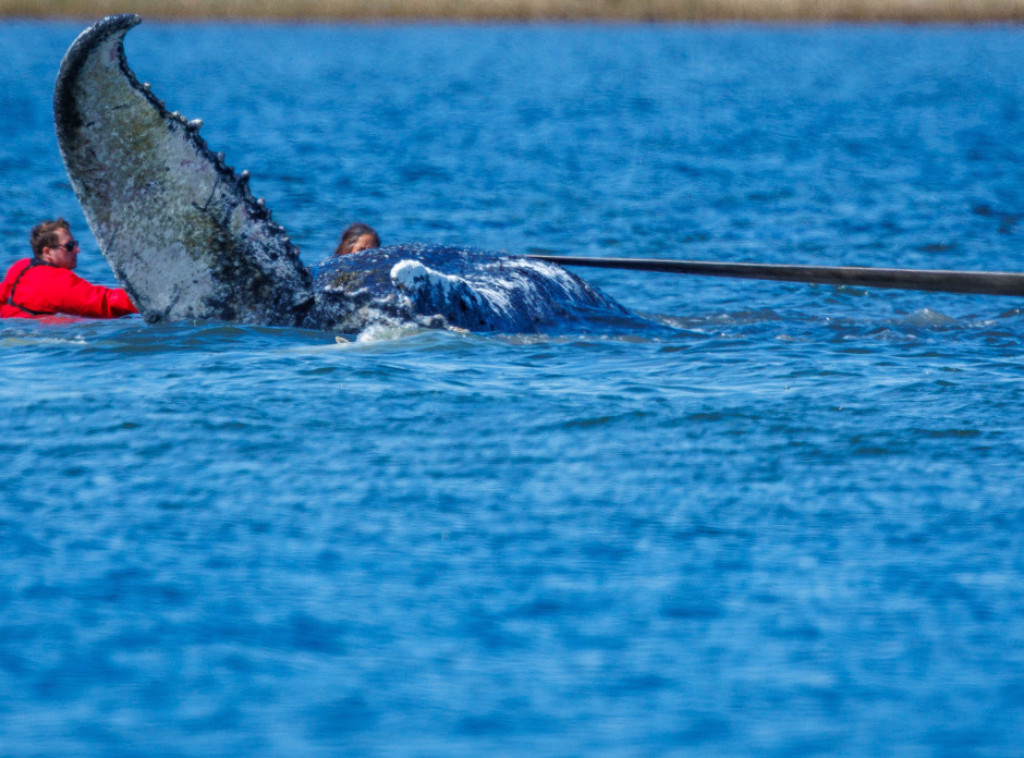 Počeo pokušaj izvlačenja grbavog kita iz voda kod nemačke obale Baltičkog mora