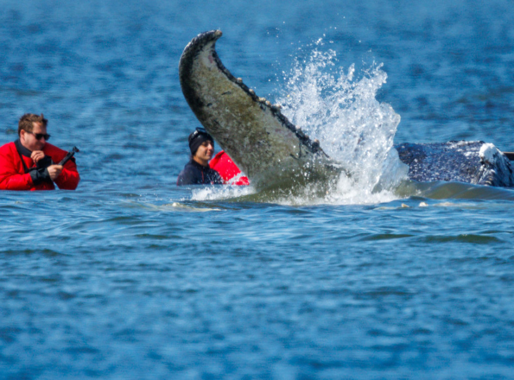 Počeo pokušaj izvlačenja grbavog kita iz voda kod nemačke obale Baltičkog mora