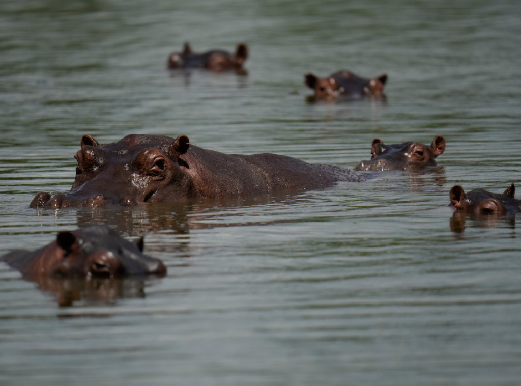 Indijski milijarder nudi utočište za Eskobarove "kokainske nilske konje" u Kolumbiji