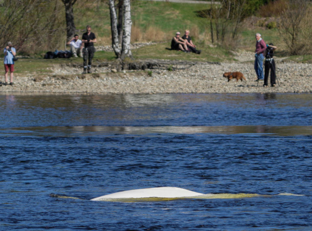 Izveštaj Instituta Sanstoun: Norveške riblje farme značajno zagađuju fjordove hranljivim materijama