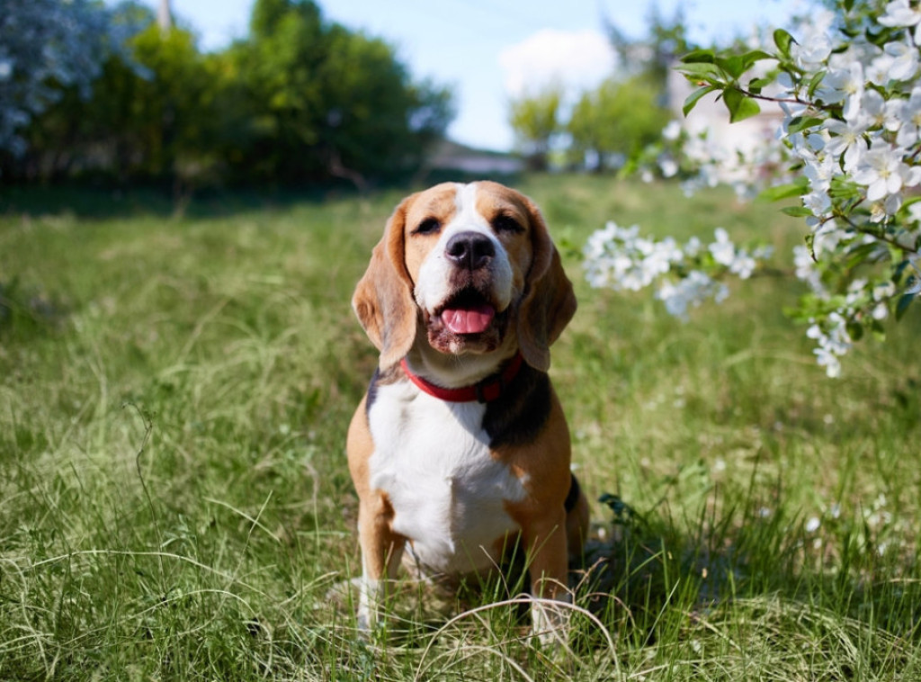 Udruženje Animal rescue apeluje da se pomaže životinjama na visokim temperaturama