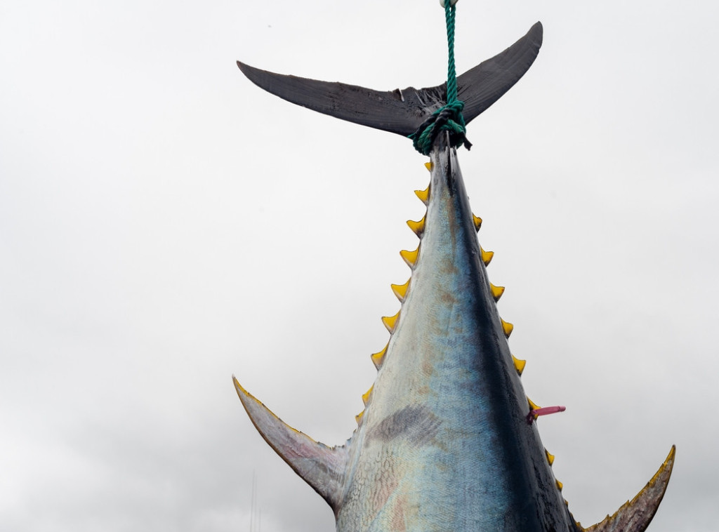 Crnogorac u podvodnom ribolovu ulovio tunu tešku 82 kilograma
