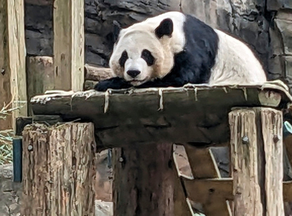 Kina: Par pandi se priprema za upoznavanje pre puta u Ameriku