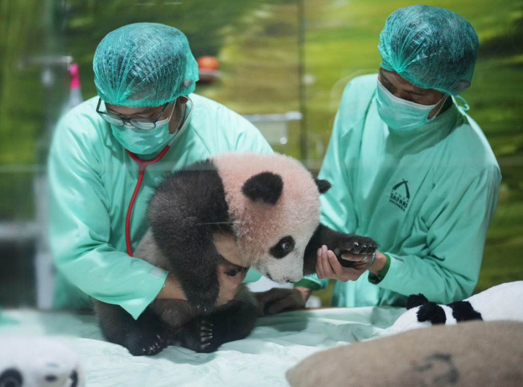 Zoo vrt Taman Safari predstavio prvo mladunče džinovske pande rođeno u Indoneziji