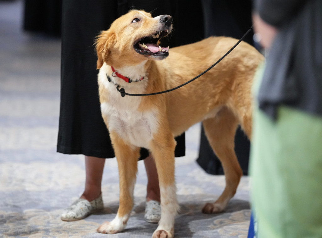 Veterinari upozoravaju: Opekotine od sunca su izuzetno opasne po kućne ljubimce