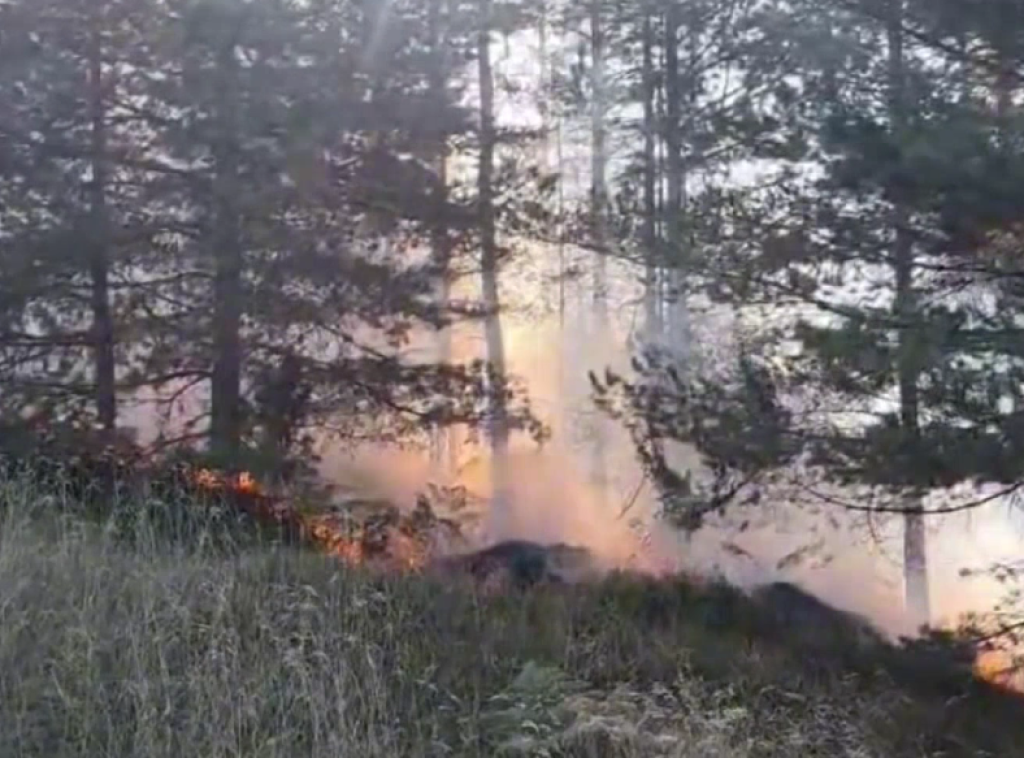 Zlatibor: Požar na Vodicama zahvatio oko dva hektara niskog rastinja i borove šume